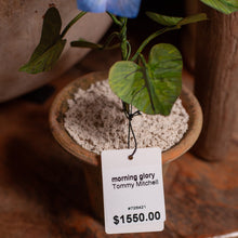 Load image into Gallery viewer, Tommy Mitchell Morning Glory Sculpture in Pot
