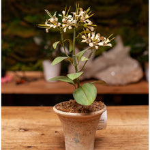 Load image into Gallery viewer, Tommy Mitchell Honeysuckle Sculpture in Pot

