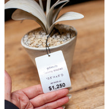 Load image into Gallery viewer, Tommy Mitchell Double Stem White Primula Sculpture in Pot
