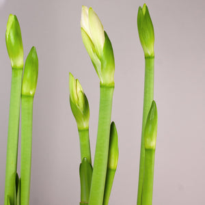 Holiday Surprise Amaryllis Trough