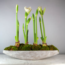 Load image into Gallery viewer, Holiday Surprise Amaryllis Trough
