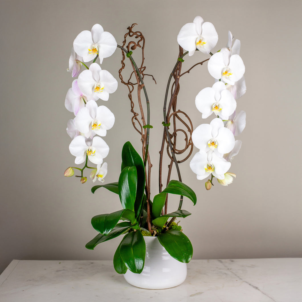 Stunning White Waterfall Orchids Deluxe