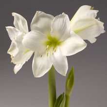 Load image into Gallery viewer, Holiday Surprise Amaryllis Trough
