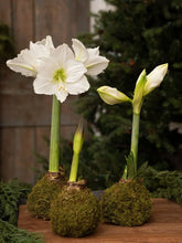 Load image into Gallery viewer, Mossed Amaryllis Bulb, set of 3
