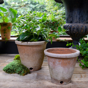 Aged Terracotta Victorian Planter