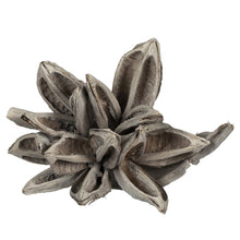 Load image into Gallery viewer, Dried Star Pod
