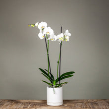 Load image into Gallery viewer, Romey Planter
