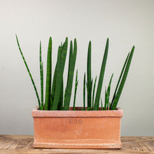 Load image into Gallery viewer, Cassetta Liscia due Bordi - 14&quot;
