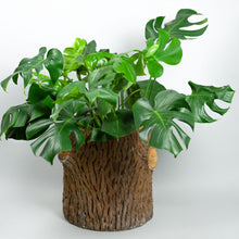 Load image into Gallery viewer, French Faux Bois Small Stump Planter - hand sculpted cement
