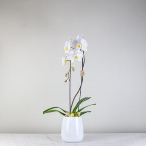 Stunning White Waterfall Orchid Classic