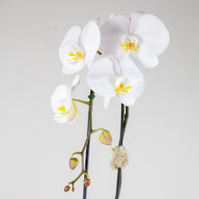 Load image into Gallery viewer, Stunning White Waterfall Orchid Classic
