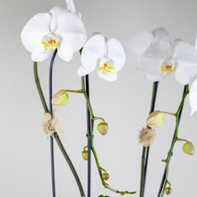 Load image into Gallery viewer, Stunning White Waterfall Orchids Deluxe
