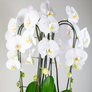 Stunning White Waterfall Orchids Premium