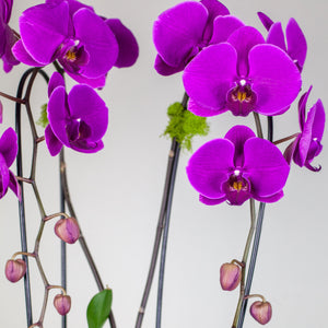 Stunning Purple Waterfall Orchids Deluxe
